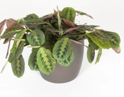 Maranta Red Prayer Plant