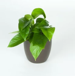 Pothos Jade