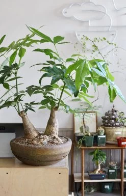 Trunk Money Tree Planted Bowl -Garden Care Store s753278155256112669 p1678 i3 w3613