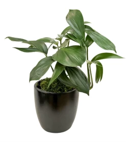 Dragon's Tail - Rhaphidophora Decursiva