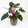 Philodendron Congo Rojo Large