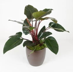 Philodendron Congo Rojo Large