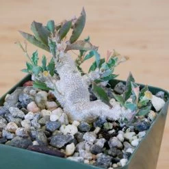 Euphorbia Capsaintemariensis -Garden Care Store s753278155256112669 p170 i11 w1884