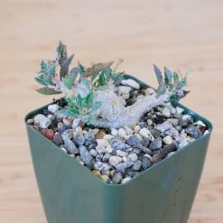 Euphorbia Capsaintemariensis -Garden Care Store s753278155256112669 p170 i12 w1964