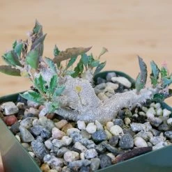 Euphorbia Capsaintemariensis -Garden Care Store s753278155256112669 p170 i13 w1951