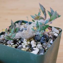 Euphorbia Capsaintemariensis -Garden Care Store s753278155256112669 p170 i14 w1986