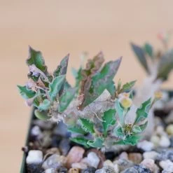 Euphorbia Capsaintemariensis -Garden Care Store s753278155256112669 p170 i7 w1422