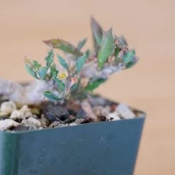 Euphorbia Capsaintemariensis -Garden Care Store s753278155256112669 p170 i8 w1953