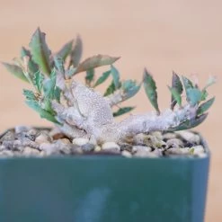 Euphorbia Capsaintemariensis -Garden Care Store s753278155256112669 p170 i9 w1924