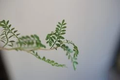 Operculicarya Decaryi -Garden Care Store s753278155256112669 p225 i5 w1616