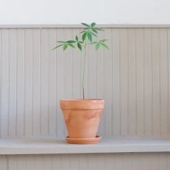 Ceiba Insignis -Garden Care Store s753278155256112669 p227 i4 w1727