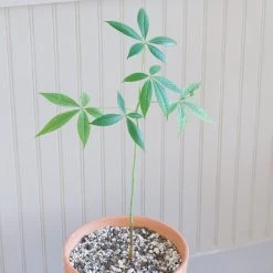 Ceiba Insignis -Garden Care Store s753278155256112669 p227 i6 w1995