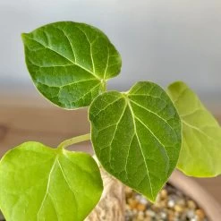 Matelea (Gonolobus) Cyclophylla 6 Matelea (Gonolobus) Cyclophylla -Garden Care Store s753278155256112669 p236 i10 w3024