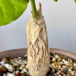 Matelea (Gonolobus) Cyclophylla 7 Matelea (Gonolobus) Cyclophylla -Garden Care Store s753278155256112669 p236 i11 w3024