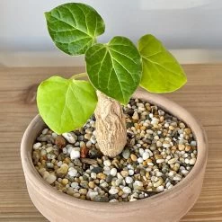 Matelea (Gonolobus) Cyclophylla