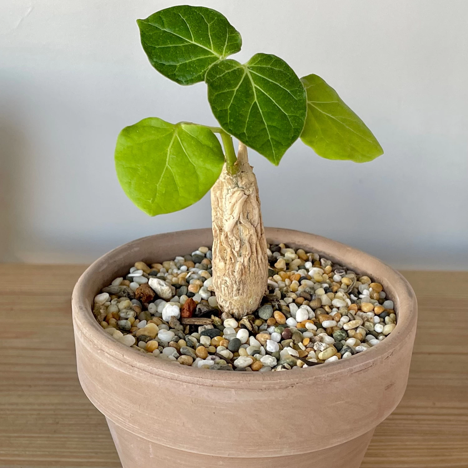 Matelea (Gonolobus) Cyclophylla 2 Matelea (Gonolobus) Cyclophylla - Image 2