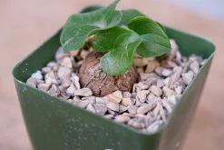 Dioscorea Elephantipes -Garden Care Store s753278155256112669 p243 i10 w1616