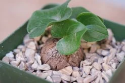 Dioscorea Elephantipes