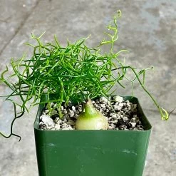 Bowiea Volubilis (Climbing Onion Or Sea Onion) -Garden Care Store s753278155256112669 p245 i10 w2564