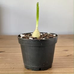 Bowiea Volubilis (Climbing Onion Or Sea Onion) -Garden Care Store s753278155256112669 p245 i11 w2879