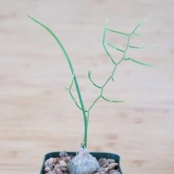 Bowiea Volubilis (Climbing Onion Or Sea Onion)