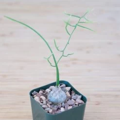 Bowiea Volubilis (Climbing Onion Or Sea Onion) -Garden Care Store s753278155256112669 p245 i7 w1933