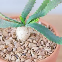 Euphorbia Stellata -Garden Care Store s753278155256112669 p247 i10 w1956