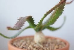 Euphorbia Stellata -Garden Care Store s753278155256112669 p247 i7 w3000