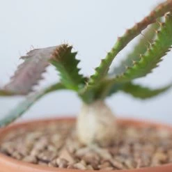 Euphorbia Stellata -Garden Care Store s753278155256112669 p247 i8 w1984