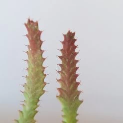 Euphorbia Stellata -Garden Care Store s753278155256112669 p247 i9 w1943