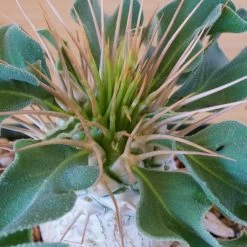 Pachypodium Namaquanum 9 Pachypodium Namaquanum -Garden Care Store s753278155256112669 p248 i1 w1802