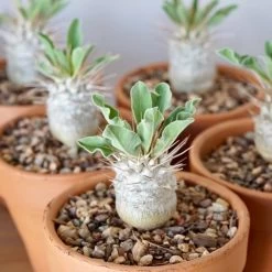 Pachypodium Namaquanum 8 Pachypodium Namaquanum -Garden Care Store s753278155256112669 p248 i5 w1052