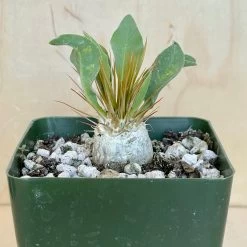 Pachypodium Namaquanum 7 Pachypodium Namaquanum -Garden Care Store s753278155256112669 p248 i8 w2533