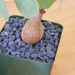 Stephania Venosa Medium 19 Stephania Venosa Medium -Garden Care Store s753278155256112669 p265 i10 w1970