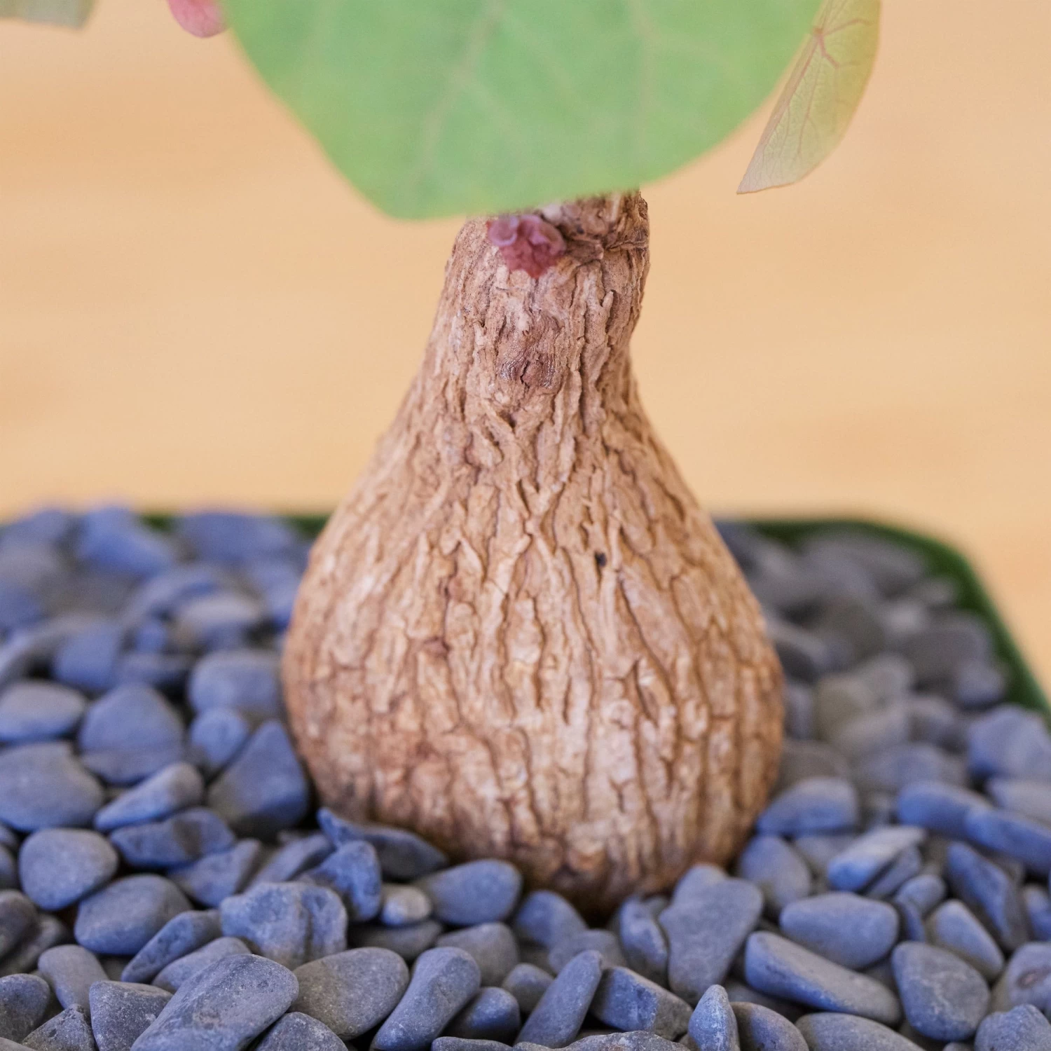 Stephania Venosa Medium 6 Stephania Venosa Medium - Image 6