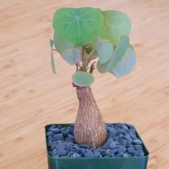 Stephania Venosa Medium 13 Stephania Venosa Medium -Garden Care Store s753278155256112669 p265 i2 w1900