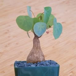 Stephania Venosa Medium