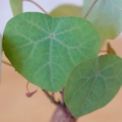 Stephania Venosa Medium 14 Stephania Venosa Medium -Garden Care Store s753278155256112669 p265 i4 w1979