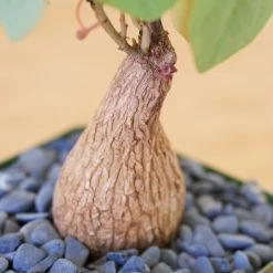 Stephania Venosa Medium 16 Stephania Venosa Medium -Garden Care Store s753278155256112669 p265 i6 w1939