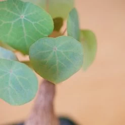 Stephania Venosa Medium 17 Stephania Venosa Medium -Garden Care Store s753278155256112669 p265 i7 w1962