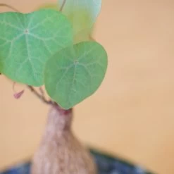 Stephania Venosa Medium 18 Stephania Venosa Medium -Garden Care Store s753278155256112669 p265 i8 w1982