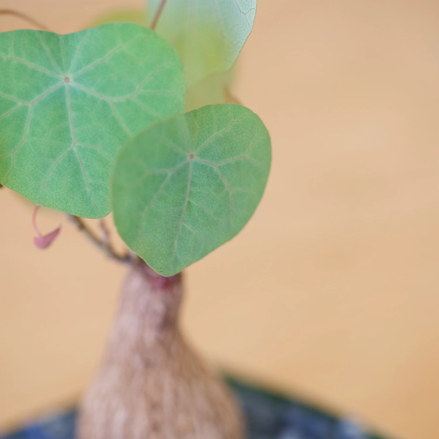 Stephania Venosa Medium 9 Stephania Venosa Medium - Image 9