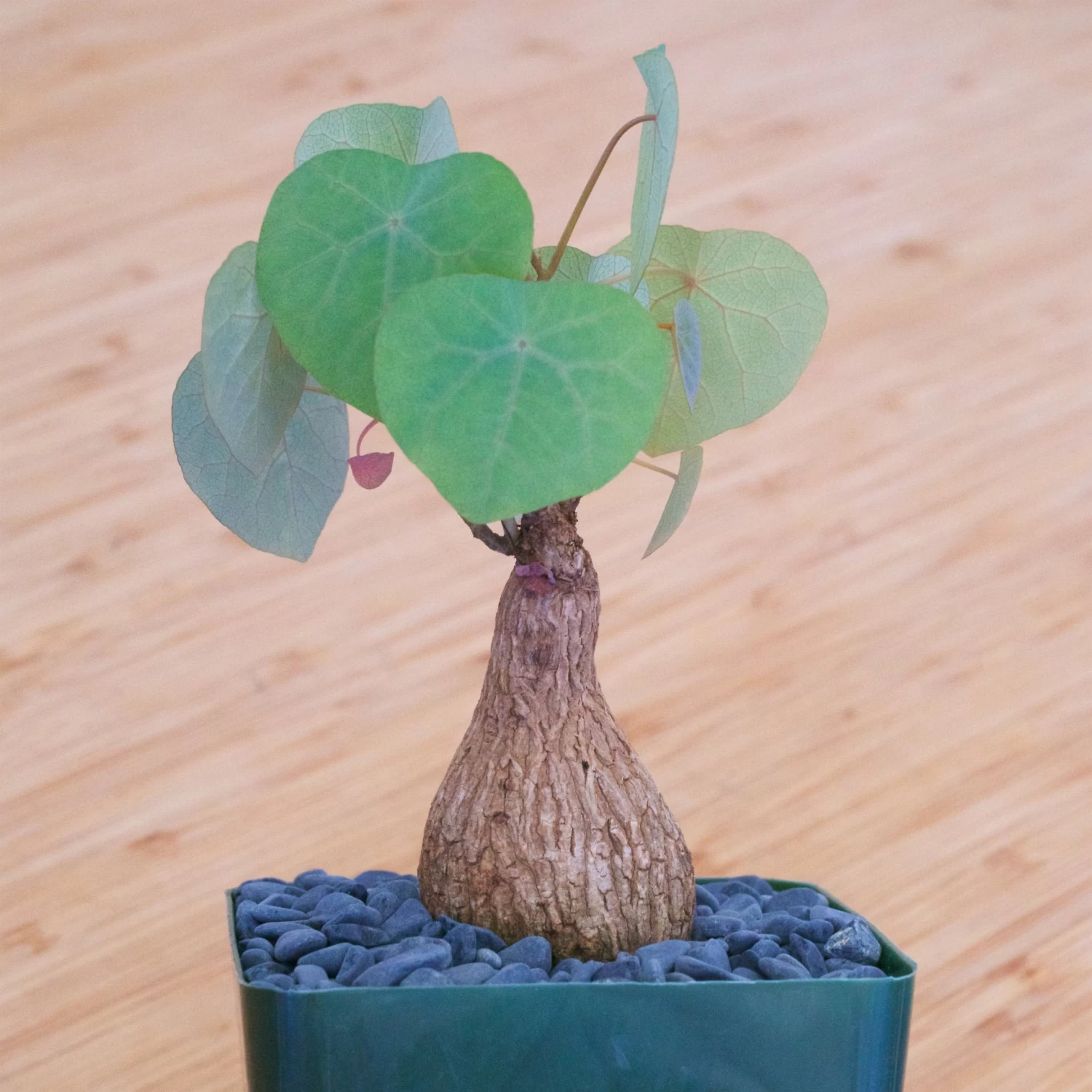 Stephania Venosa Medium 3 Stephania Venosa Medium - Image 3