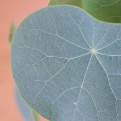 Stephania Venosa Large -Garden Care Store s753278155256112669 p270 i10 w1729