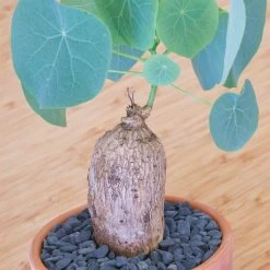 Stephania Venosa Large -Garden Care Store s753278155256112669 p270 i11 w1975