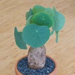 Stephania Venosa Large -Garden Care Store s753278155256112669 p270 i2 w1488