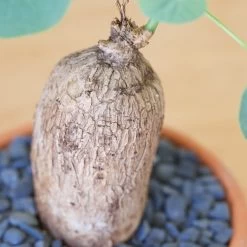 Stephania Venosa Large -Garden Care Store s753278155256112669 p270 i4 w1940