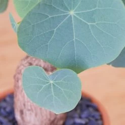 Stephania Venosa Large -Garden Care Store s753278155256112669 p270 i5 w1754