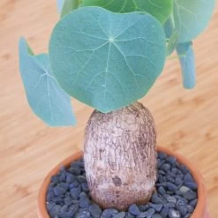 Stephania Venosa Large -Garden Care Store s753278155256112669 p270 i6 w2000