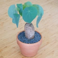 Stephania Venosa Large